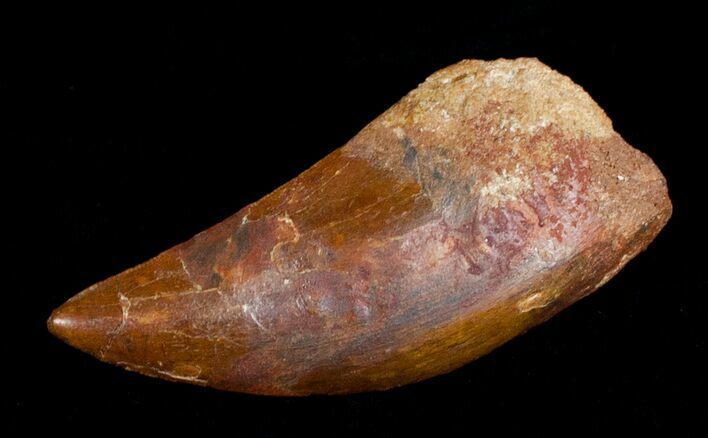 Carcharodontosaurus Tooth - Monster Theropod #4221